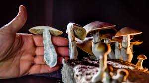 Buy Shroom Edibles, Buy DMT Online ,Buy Blue Meanie Magic Mushrooms O Buy Shroom Edibles, Buy DMT Online ,Buy Blue Meanie Magic Mushrooms O